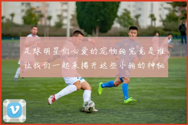 足球明星们心爱的宠物狗究竟是谁让我们一起来揭开这些小狗的神秘面纱